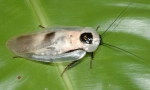 Central american giant cocroach